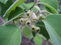 Cordia pilosissima fl2-t.JPG